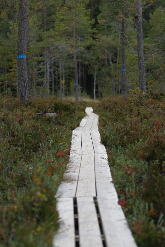 Vandring-Grössjön-533×800 Petter Lemås Visit umeå contentbank